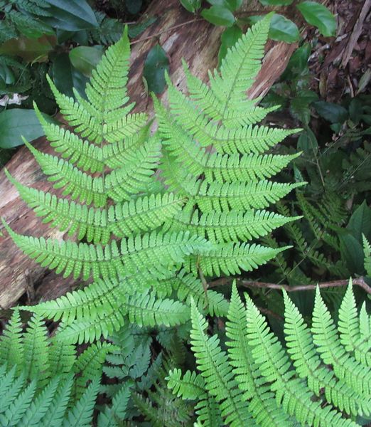Dryopteris koidzumiana 